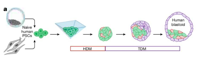 EBA4DA7D4D58F2E03AAE741CF5F_BABE58B1_1671F.png?e=