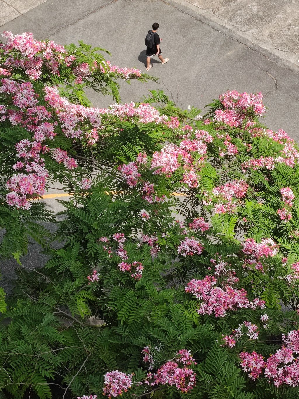 Ҽ������app����(�й�)�ٷ�������