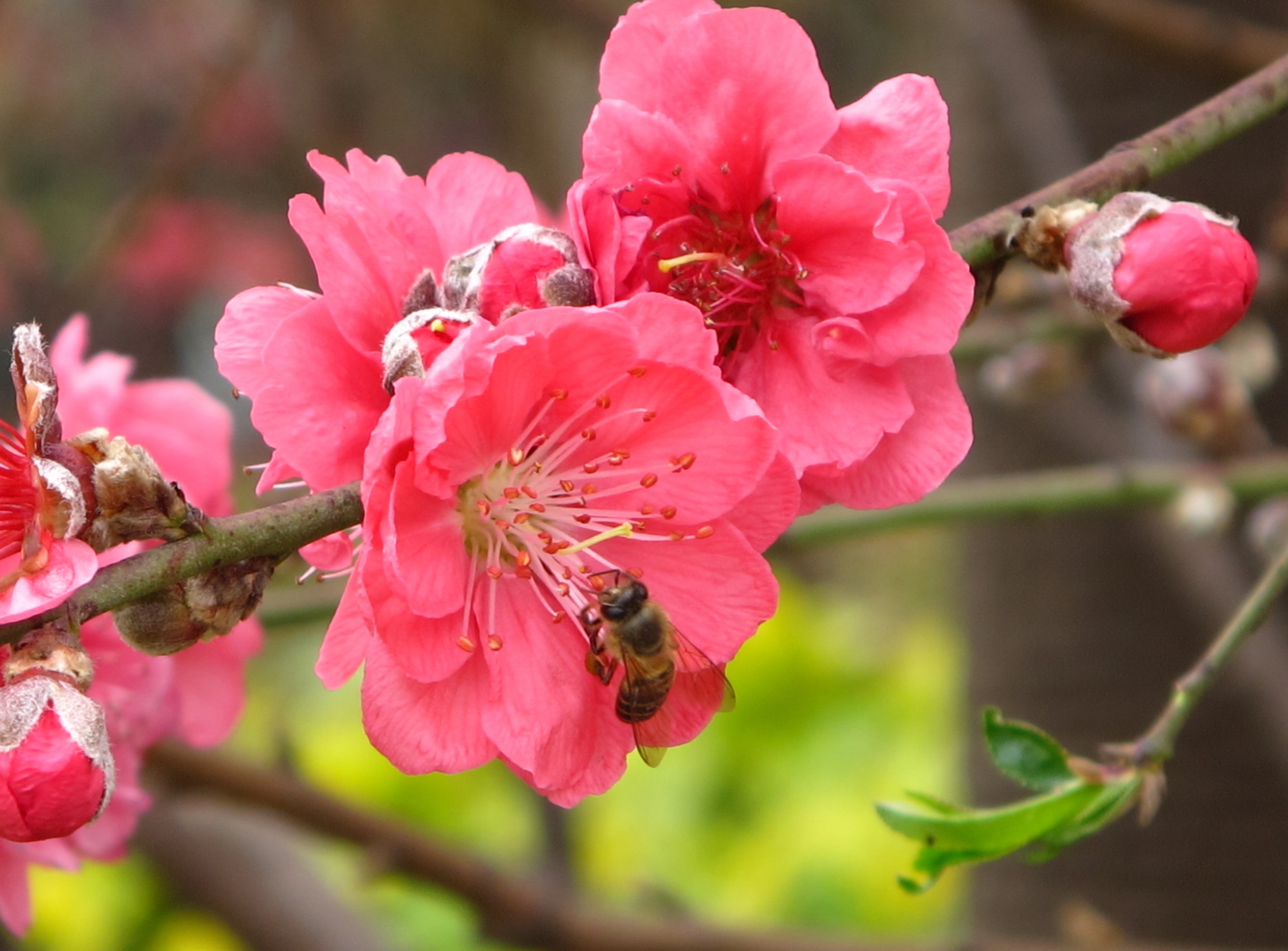 C2541D0E4EDFA368FCEF0924163_79FF1EA9_21520D.jpg?e=