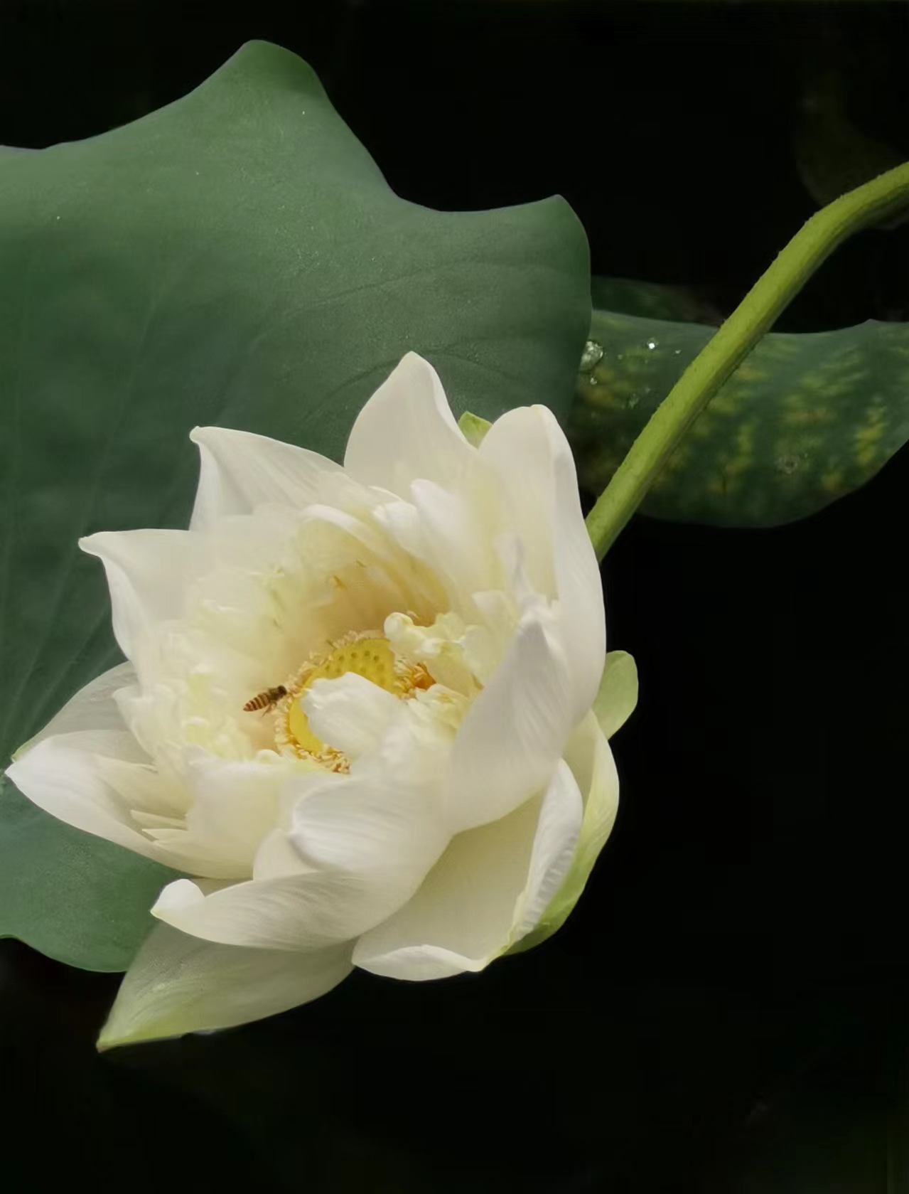 Ҽ������app����(�й�)�ٷ�������