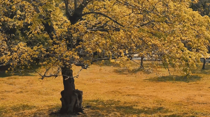 Ҽ������app����(�й�)�ٷ�������