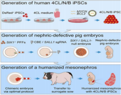 B0CEB8A3834C94B0D7A048C3472_175A3411_7841A B0CEB8A3834C94B0D7A048C3472_175A3411_7841A