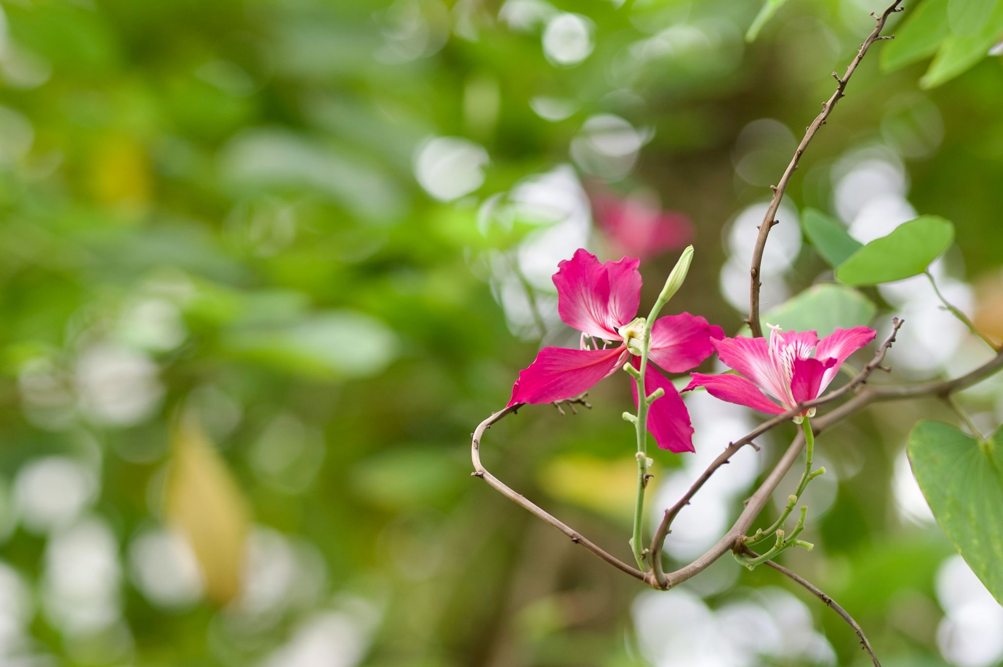 Ҽ������app����(�й�)�ٷ�������