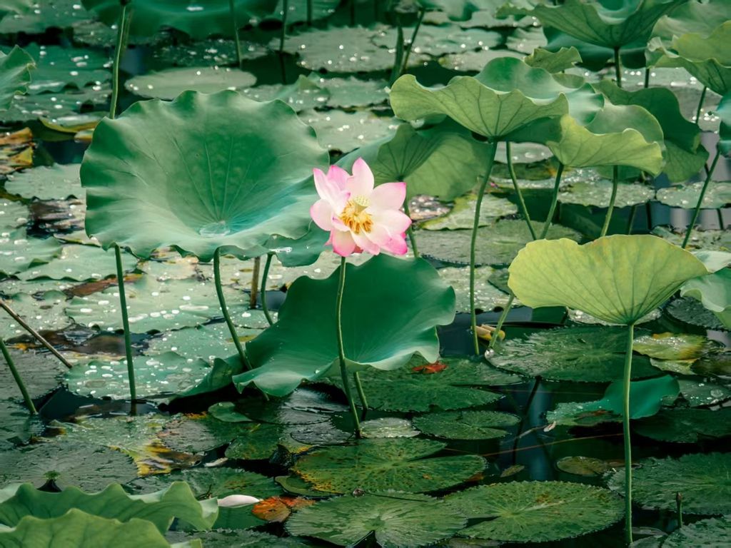 Ҽ������app����(�й�)�ٷ�������