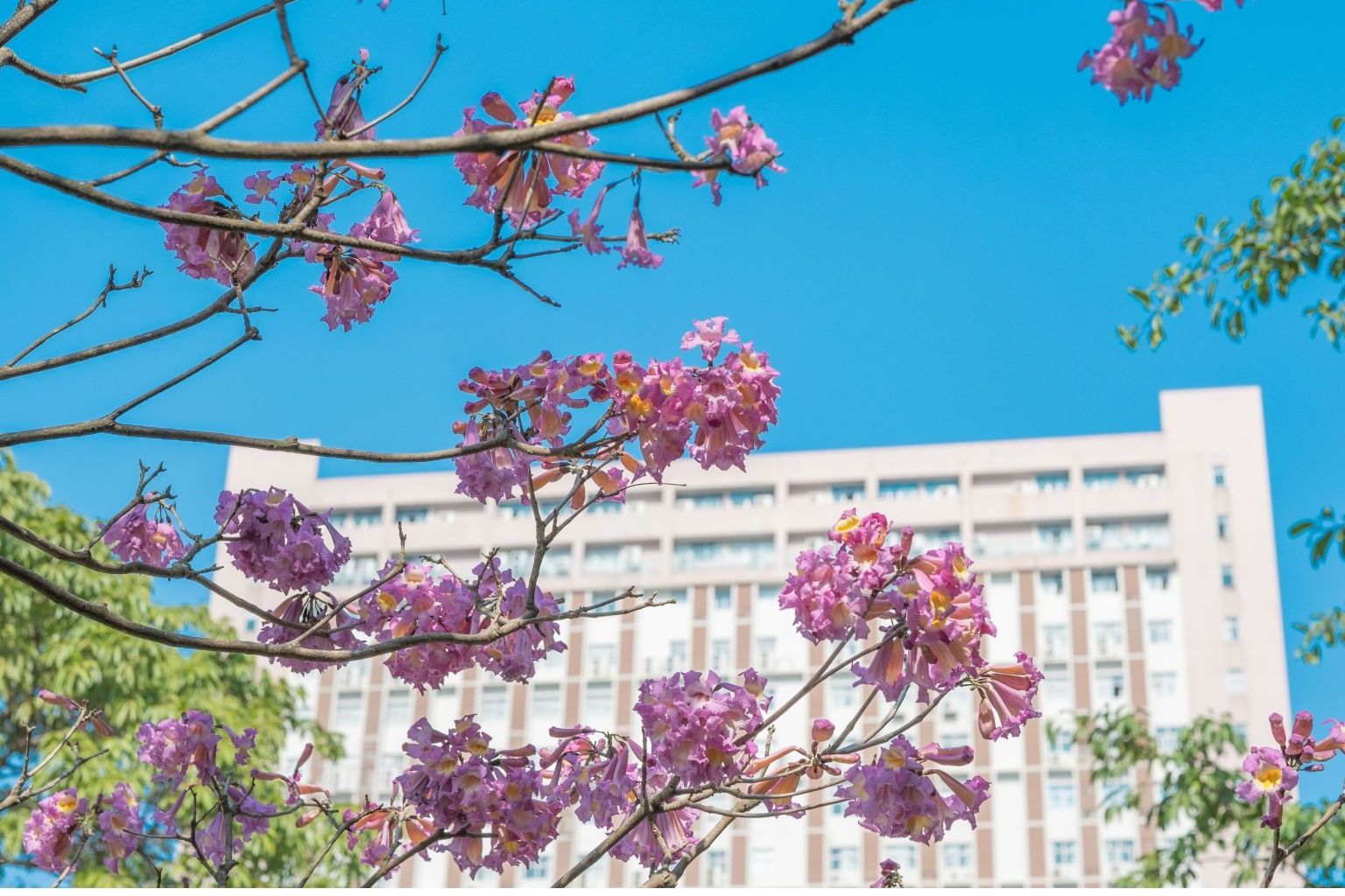 ������Ȼ