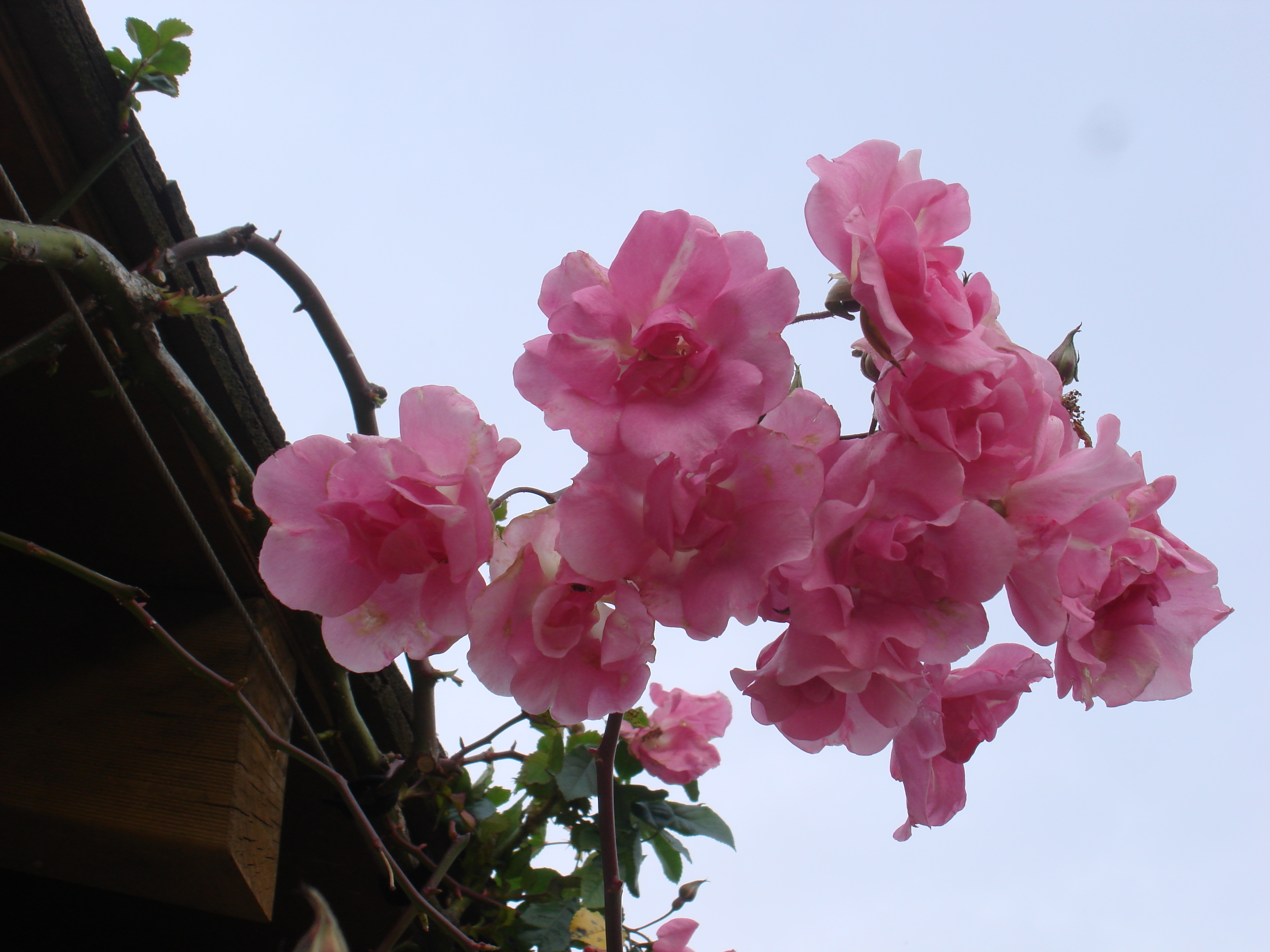 882A1329978D070F25A341B9DA6_A8039144_20C4AD.jpg?e=