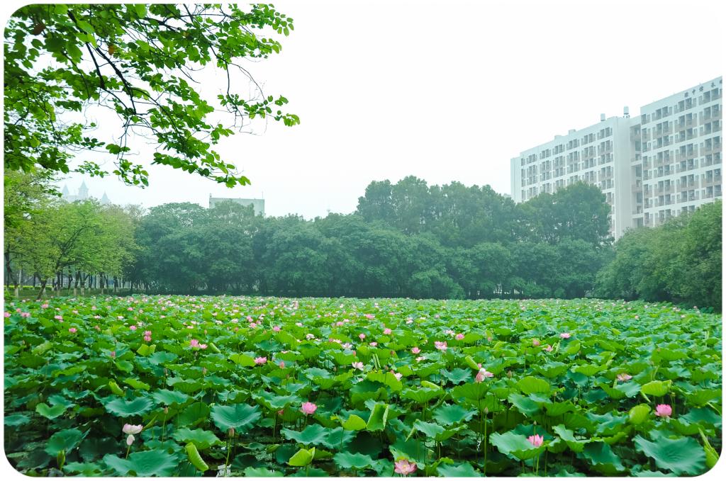 C3509F4652265C39E6DBF576E32_B5ACC427_25AB4